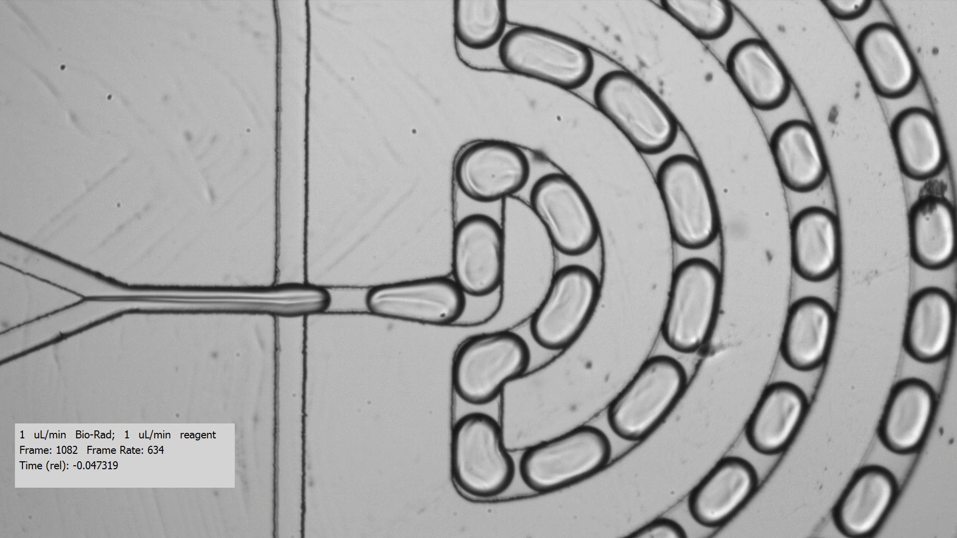 Generation of protein droplets GIF