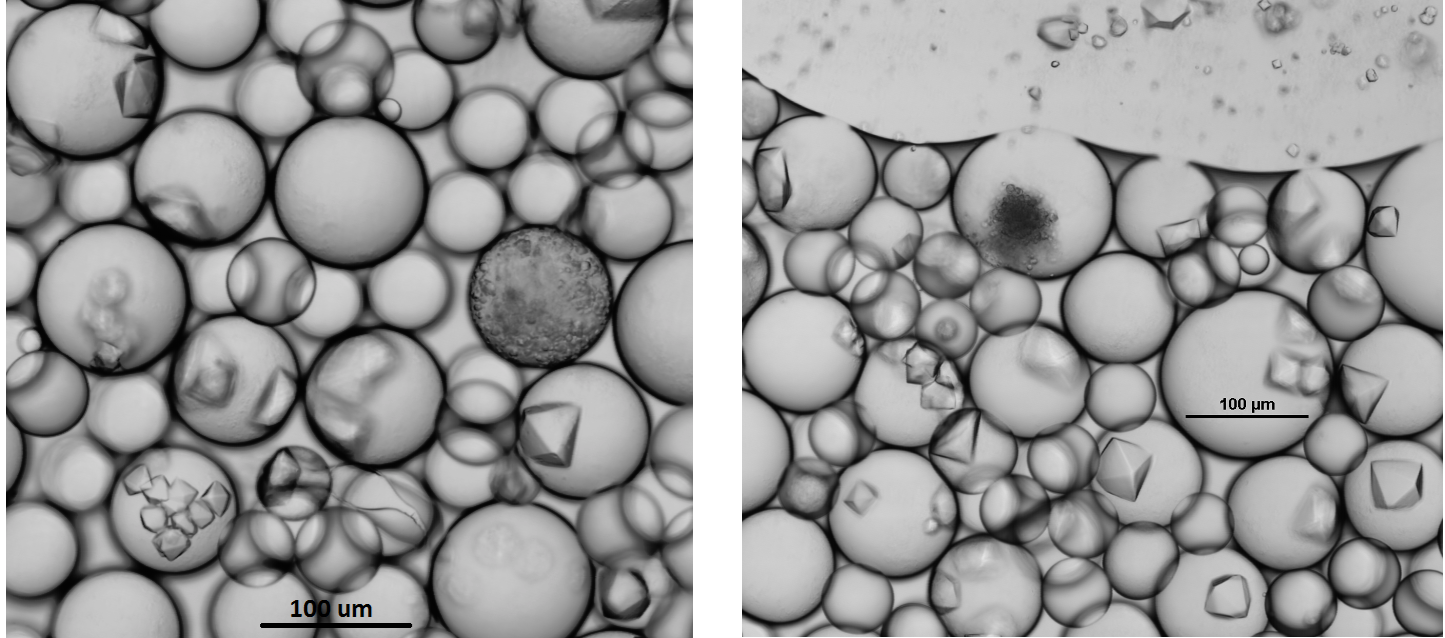 Two images of droplets showing multiple different sized crystals